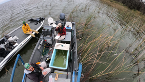 Lake Apopka Fishing: Tips and Tricks for Success