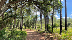 Lake Louisa Camping: Essential Tips for Your Next Adventure